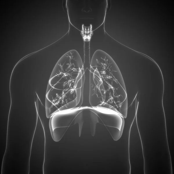 人間の呼吸器系ダイヤフラム解剖学 — ストック写真