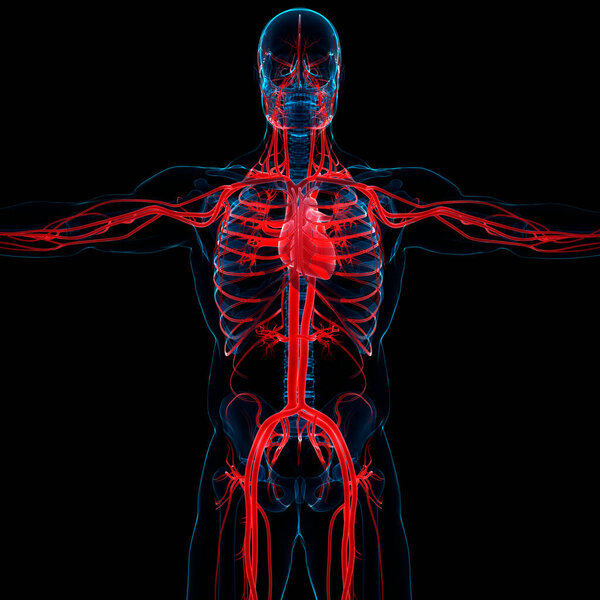 Анатомия сердца системы кровообращения человека. 3D