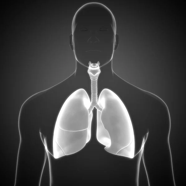 Conceito Sistema Respiratório Humano Anatomia Pulmonar — Fotografia de Stock