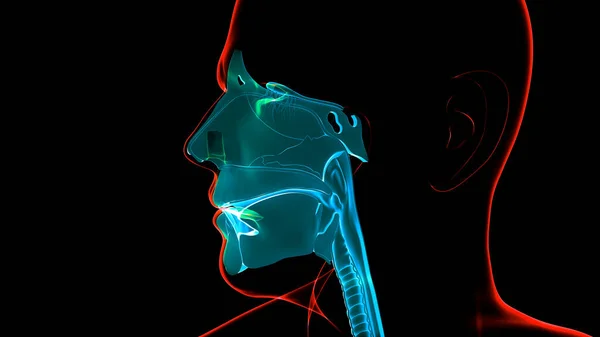 Sistema Respiratório Humano Laringe Faringe Anatomia — Fotografia de Stock