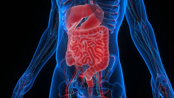 Human Digestive System Anatomy — Stock Photo, Image