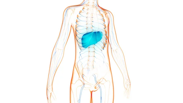 Human Internal Digestive Organ Liver Anatomy Inglés — Foto de Stock