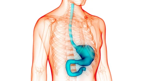 Nsan Sindirim Sistemi Anatomisi Boyut — Stok fotoğraf