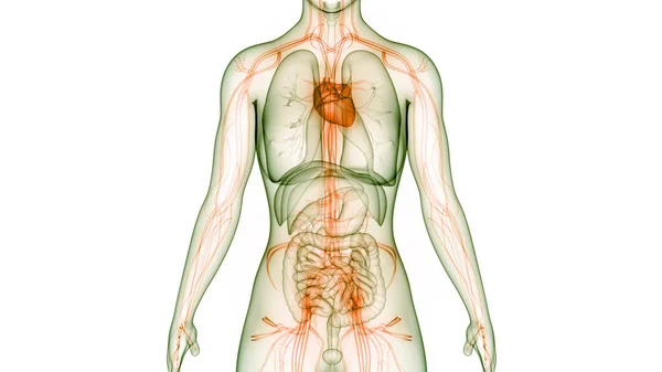 Anatomie Srdce Lidského Oběhového Systému — Stock fotografie