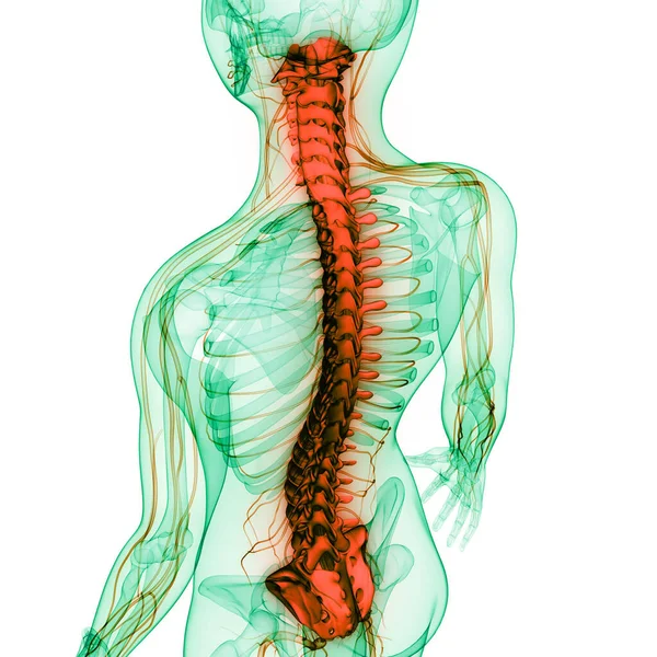 Spinal Cord Vertebral Column Human Skeleton System Anatomy — Stockfoto