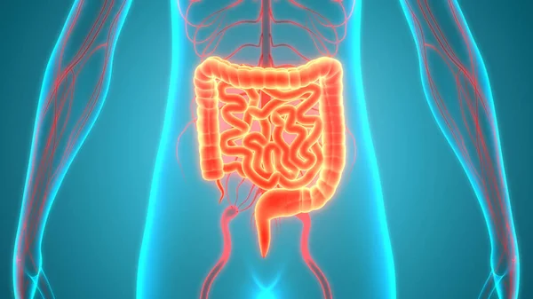 Anatomia Del Sistema Digestivo Umano — Foto Stock