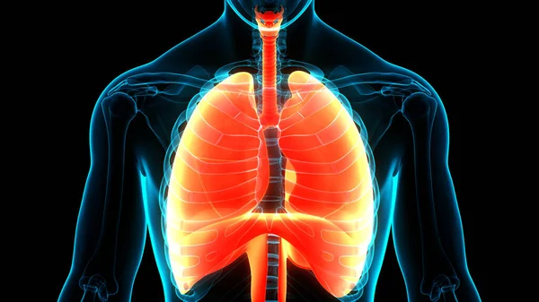 Anatomia Del Diaframma Del Sistema Respiratorio Umano — Foto Stock