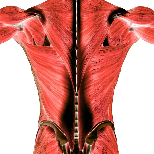 肌肉是人类肌肉系统解剖的一部分 — 图库照片
