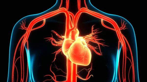 해부학 Human Circulatory System Heart Anatomy — 스톡 사진