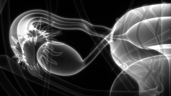 Kvinnliga Reproduktiva Systemet Med Nervsystemet Och Urinblåsan Anatomi Tredimensionell — Stockfoto