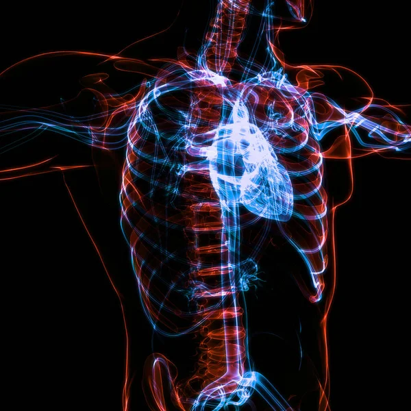 Ανθρώπινη Ανατομία Καρδιάς Κυκλοφοριακού Συστήματος — Φωτογραφία Αρχείου