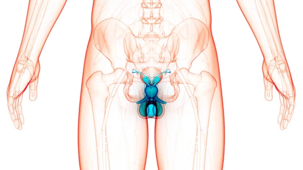 Anatomie Van Het Mannelijke Voortplantingssysteem — Stockfoto