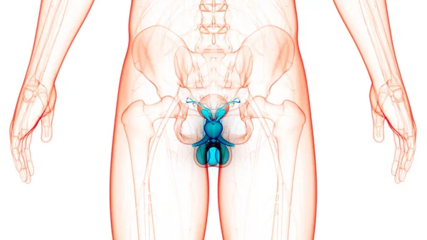 Manlig Reproduktionsanatomi Tredimensionell — Stockfoto