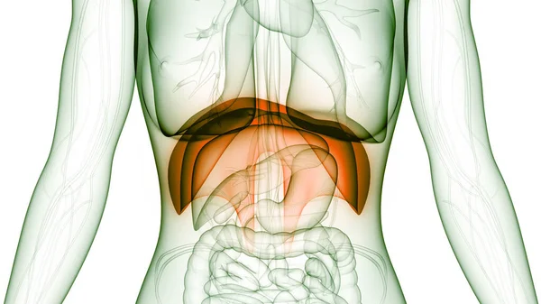 Anatomia Diafragma Sistema Respiratório Humano — Fotografia de Stock