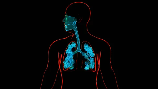 Concetto Anatomia Polmonare Del Sistema Respiratorio Umano — Foto Stock