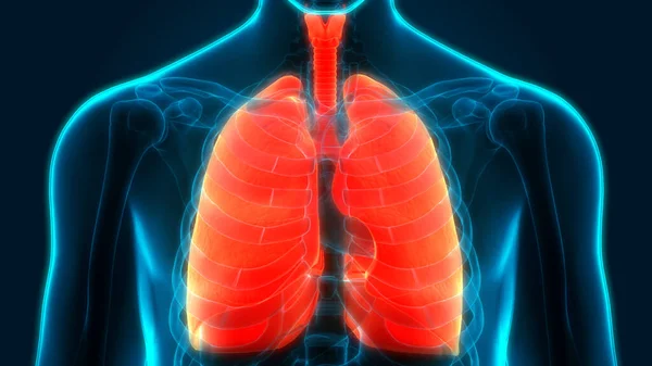 3D  Concept of Human Respiratory System Lungs Anatomy