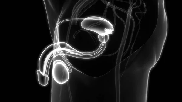 Anatomia Del Sistema Riproduttivo Maschile — Foto Stock