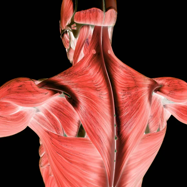 Spieren Een Deel Van Menselijke Spierstelsel Anatomie — Stockfoto