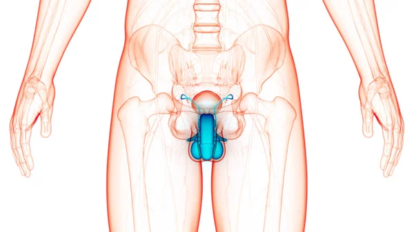 Anatomie Des Männlichen Fortpflanzungssystems — Stockfoto