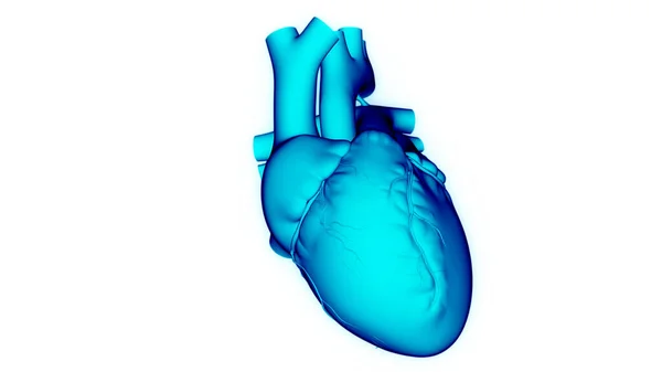 Sistema Circulatório Humano Anatomia Cardíaca — Fotografia de Stock