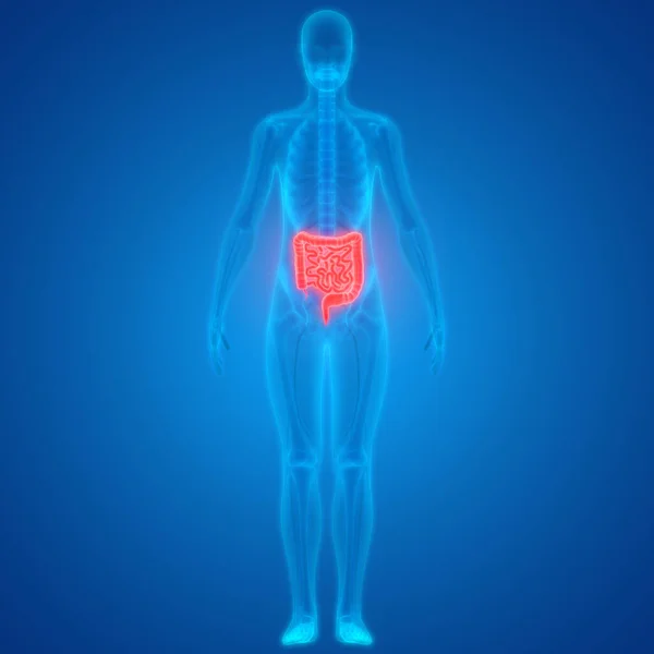 Anatomía Del Sistema Digestivo Humano — Foto de Stock