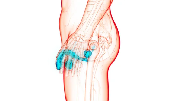 Anatomie Mužského Reprodukčního Systému — Stock fotografie