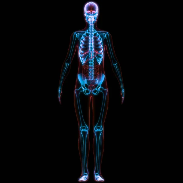 人体骨骼系统解剖的脊髓垂直脑柱 — 图库照片