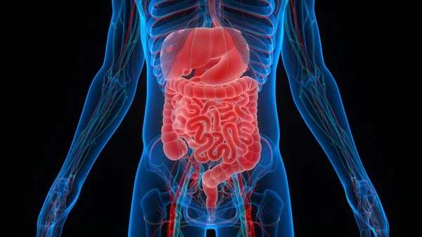 Human Digestive System Anatomy — Stock Photo, Image