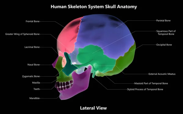 Human Skeleton System Skull Bone Parts Beschreven Met Labels Anatomy — Stockfoto