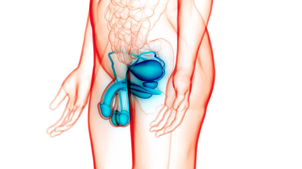 Male Reproductive System Anatomy. 3D