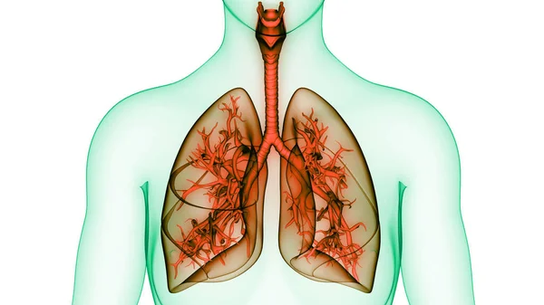 Konzept Der Lungen Des Menschlichen Atemsystems Anatomie — Stockfoto