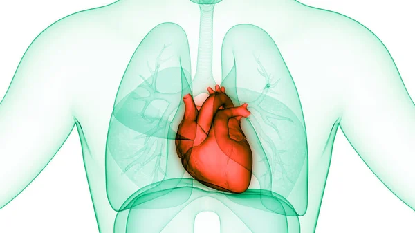 Anatomia Cardiaca Del Sistema Circolatorio Umano — Foto Stock