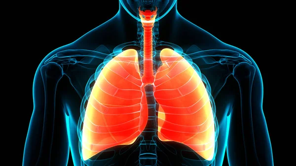 Concetto Anatomia Polmonare Del Sistema Respiratorio Umano — Foto Stock