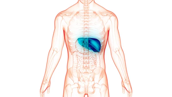 Human Internal Digestive Organ Liver Anatomy Inglés — Foto de Stock