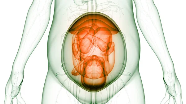 Feto Humano Bebé Anatomía Del Útero — Foto de Stock