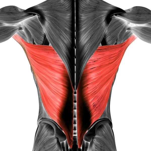 Ludzki Układ Mięśniowy Mięśnie Tułowia Latissimus Dorsi Anatomia Mięśni — Zdjęcie stockowe