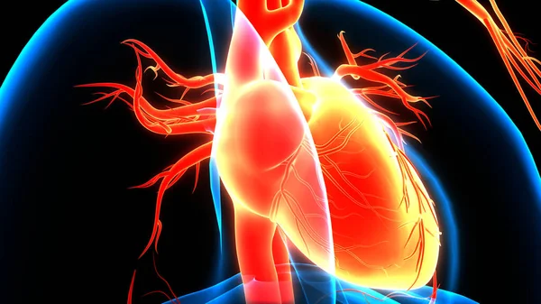 Human Circulatory System Heart Anatomy. 3D