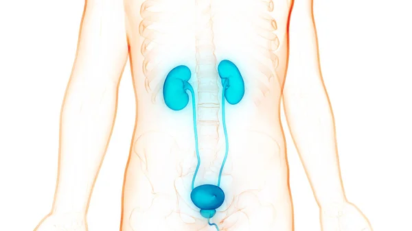 Riñones Del Sistema Urinario Humano Con Anatomía Vesical —  Fotos de Stock