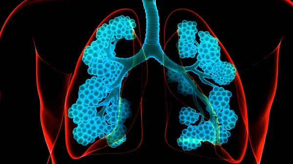 Konzept Der Lungen Des Menschlichen Atemsystems Anatomie — Stockfoto