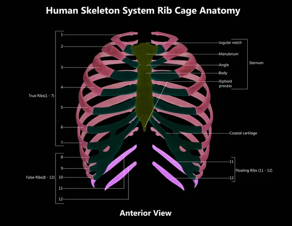Human Skeleton System Thorax Skeleton Bone Parts Described Labels Anatomy lizenzfreie Stockfotos