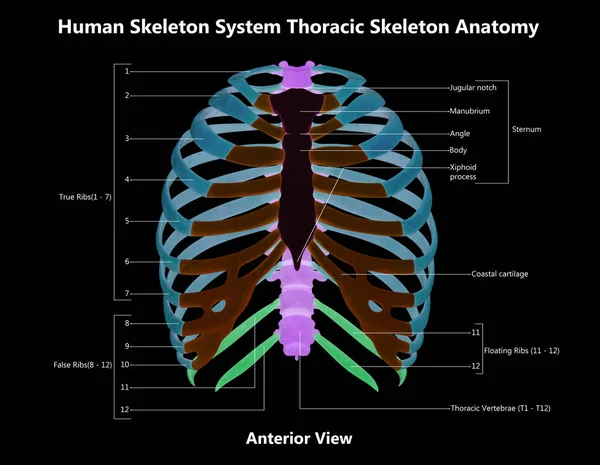 Human Skeleton System Thorax Skeleton Bone Parts Described Labels Anatomy Stockbild