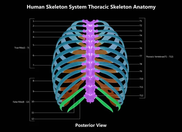 Human Skeleton System Thorax Skeleton Bone Parts Described Labels Anatomy lizenzfreie Stockbilder