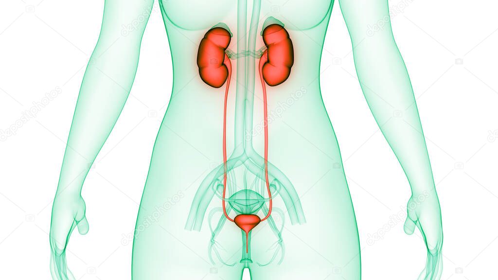 Human urinary System Kidneys with Bladder Anatomy. 3D