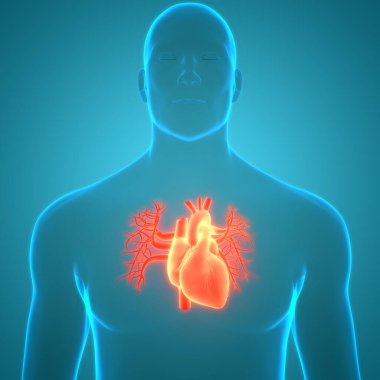 İnsan Dolaşım Sistemi Kalp Anatomisi. Üç Boyut