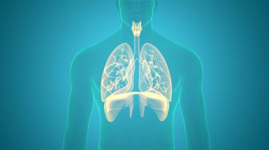 İnsan Solunum Sistemi Diyafram Anatomisi. Üç Boyut