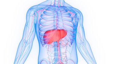 İnsan İç Sindirim Organı Anatomisi. Üç Boyut