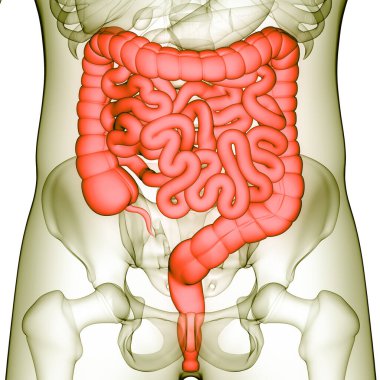 İnsan Sindirim Sistemi Anatomisi. Üç Boyut