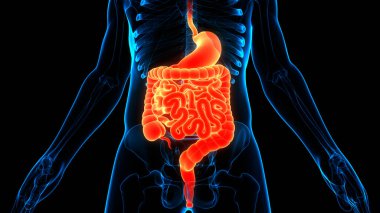 İnsan Sindirim Sistemi Anatomisi. Üç Boyut