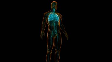 İnsan Solunum Sistemi Anatomisi 'nin 3 boyutlu kavramı