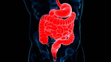 İnsan Sindirim Sistemi Anatomisi. Üç Boyut